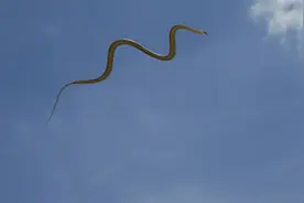 1934年营口河岸坠下一物，70年后老人捐献龙化石，龙真的存在吗？图片