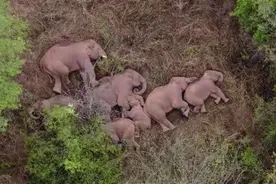 云南野象群暂停迁徙 小象挤在大象中间睡觉图片