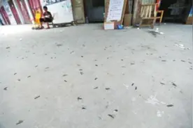 全身750条腿，常被误认为蜈蚣，味道很臭，是好东西图片