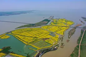 不输兴化！扬州也有油菜花网红打卡地，75元坐船坐火车看油菜花图片