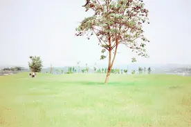 《父亲的记事本》图片