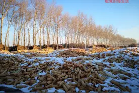 爷爷从山东孤身闯关东，到死都没说的那些事，终于成了永远的谜图片