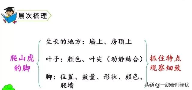 知识点+同步练习题 部编版四年级语文上册 10 爬山虎的脚