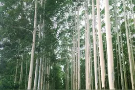 桉树，笔直高大，浑身是宝，但没想到被误解太深图片