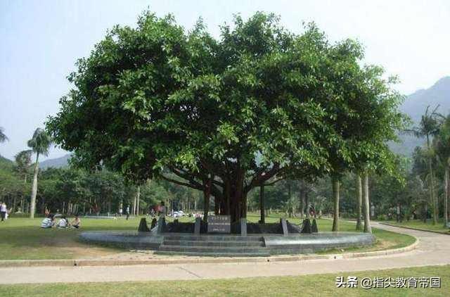 二下第四课《邓小平爷爷植树》知识梳理，假期这样学，语文没问题