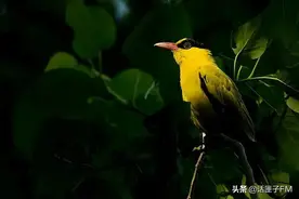 我是被人类摆拍的那只黄鹂鸟，我想说……图片