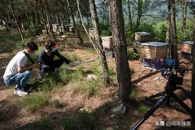 蜂王交尾率低，养蜂人有责任，内忧外患需处理图片