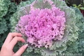 不少花友想栽一盆羽衣甘，可你知道羽衣甘蓝盆栽能活几年吗？图片