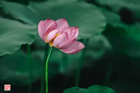 微距摄影：手机自带的这个模式，一拍就是大片图片