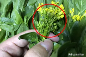菜心上的那些小黄花要不要摘掉？告诉你原因，还有很多人不知道图片