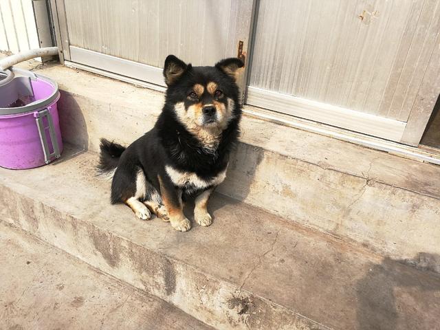 辟谣，狗狗夜间看不见只能靠听声音？并非如此，狗眼夜间还能发光