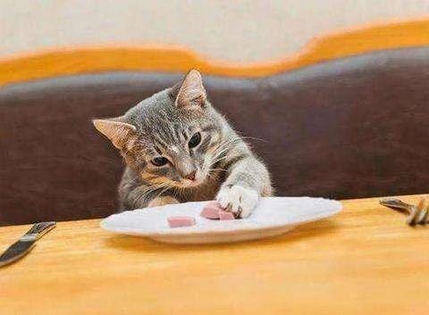 你知道动物性蛋白对猫来说多关键吗？该摄入多少你一定要知道