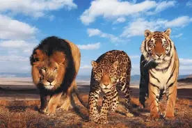 哪种动物才是“陆地之王”？大象仅排第二，平头哥蜜獾荣登榜首图片