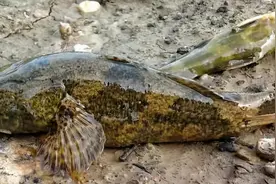 ​这种鱼过去小溪十分多，钓到也会扔了，现在想吃还要靠运气图片