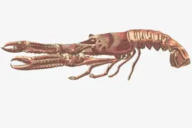 虾爬子二三事图片