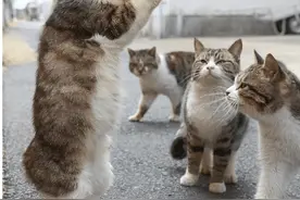 主人总是习惯性“摸猫头”，但你知道在猫咪眼中，意味着什么吗？图片