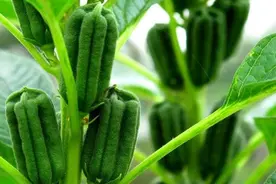 芝麻一穴一株，一株双杆高产栽培技术，原来是这样种植的图片