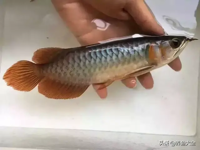 龙鱼鳞片发白纹路