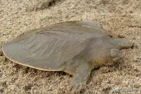 非常罕见！韩江发现水中大熊猫“鼋”，钓友：以后钓鱼会注意保护图片