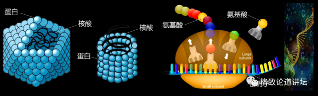 我们的呼吸道里面，常年会有100多种病毒寄居？