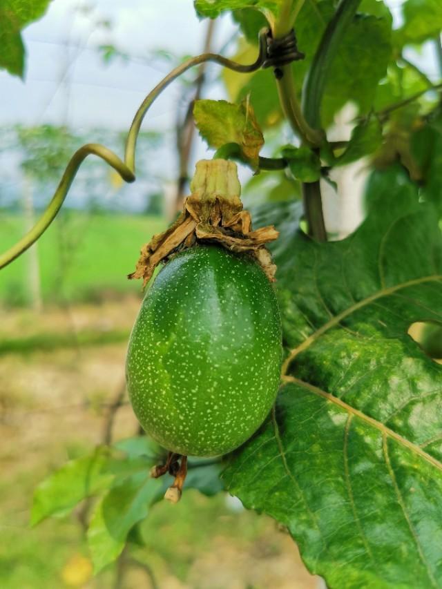 百香果微量元素使用方法