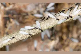 家里有白蚁怎么办？轻松教你灭白蚁图片