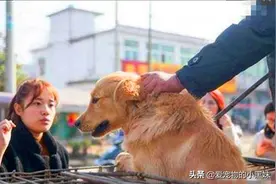 金毛被人当街按斤叫卖，网友居然找到自己遗失的狗狗，结果太感人图片