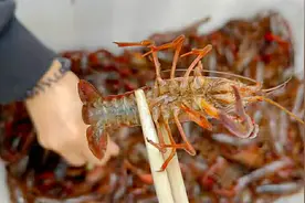 买小龙虾，选青色还是红色，原来差别这么大，以后别再买错了图片