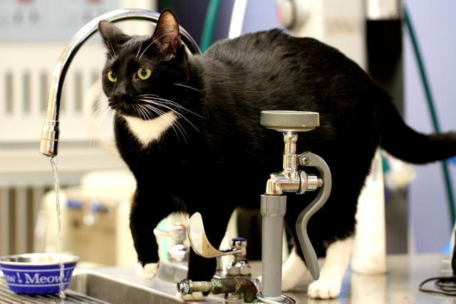 猫咪的尿液奇臭无比？那可能它的这项能力很厉害