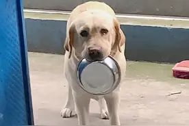 拉布拉多叼盆讨饭爆火！这楚楚动人的模样，网友：萌到无法拒绝图片