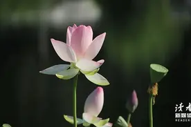 《东邪西毒》中那些经典台词，每一句都适合下酒图片