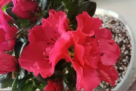 说说北方杜鹃花的养殖经验图片
