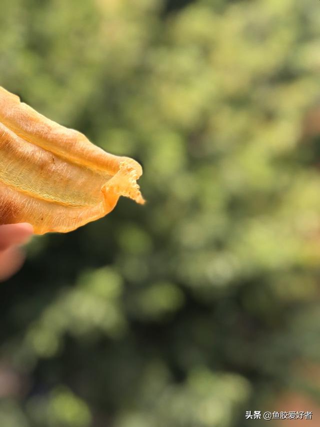 土鳘公和土鳘母有什么区别 土鳘公是野生的吗