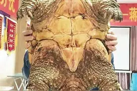 湖北工地挖出古墓，墓中爬出一“千年神龟”，专家如何解释？图片