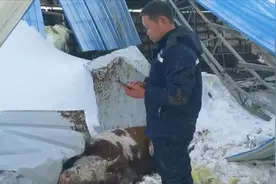 保险又出岔子了，2万的牛只赔1万2，保险“不保险”，农民咋防范图片