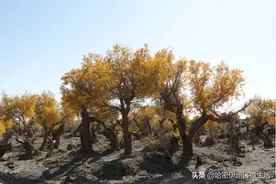 金色胡杨惹人醉 新疆伊吾县胡杨林景区进入最佳观赏期图片
