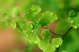 铁线蕨，有少女的发丝之称，点缀案头、窗台，形态别致，清秀洒脱图片