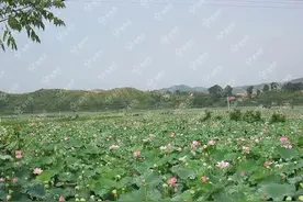 荷花与莲花作用价值 太空莲图片