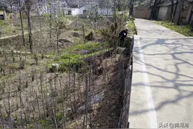 山西农村年近8旬老两口，开荒地种菜，吃不了送乡亲图片