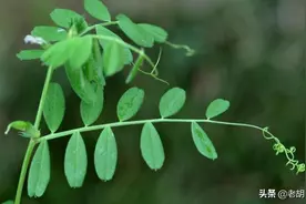 长得像豌豆，曾被用来喂牛，含钙比牛奶高，如今成高端野菜图片