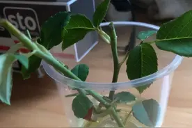 扦插植物用“生根水”，获得生根水有两种方法，多数人会选第一种图片