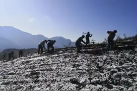 春耕正当时 雅安宝兴高山山药在齐海蒙基地抓紧种植图片