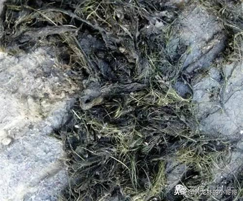 灭青苔药便宜效果又好，为何仍成为小龙虾养殖户心中抹不去的痛