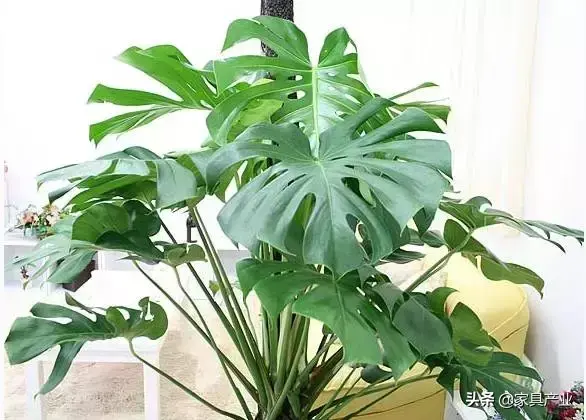 家里有个吸烟的人？这8种花可以帮你吸走烟气