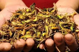 甘肃敦煌遭遇严重蝗灾！两天后，乾隆皇帝风淡云轻地批示：知道了图片