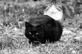黑猫与白猫图片