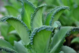 多肉界最会“生”的植物是什么？一棵养满整个阳台，真会生图片