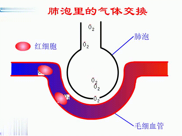 中学生物精美GIF动图来啦
