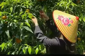 回乡种李子，她卖40元一斤，5亩3年赚180万？成功关键在精准营销图片