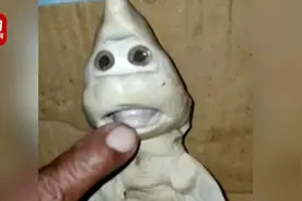 印尼惊现人脸鲨鱼：是核污染导致基因突变，还是鲨鱼中的唐氏？图片